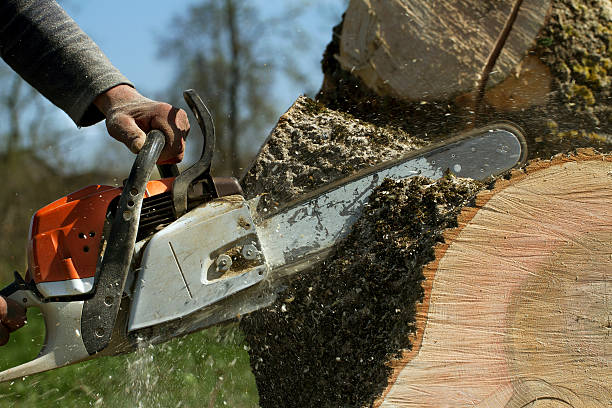 The Steps Involved in Our Tree Care Process in Brockway, PA